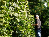 Hop_picking__09_005