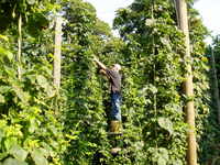 Hop_picking__09_002