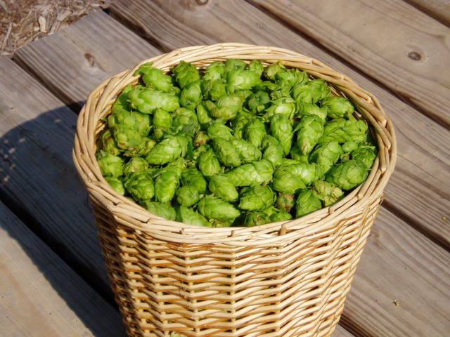 Hop_picking__09_010